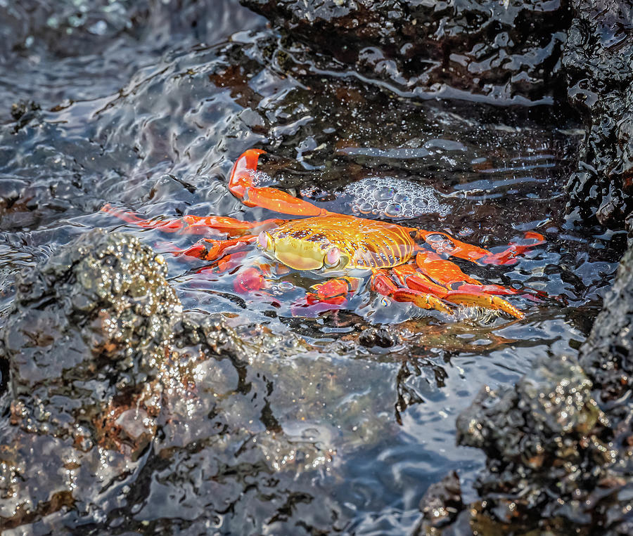 Sally Lightfoot Crab Galapagos Islands Photograph by Joan Carroll