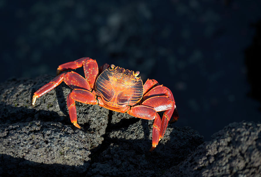 Sally Lightfoot crab, Grapsus grapsus, on black lava, Punta Espinosa, Fernandina Island, Galapagos  Islands, Ecuador Photograph by Kevin Oke