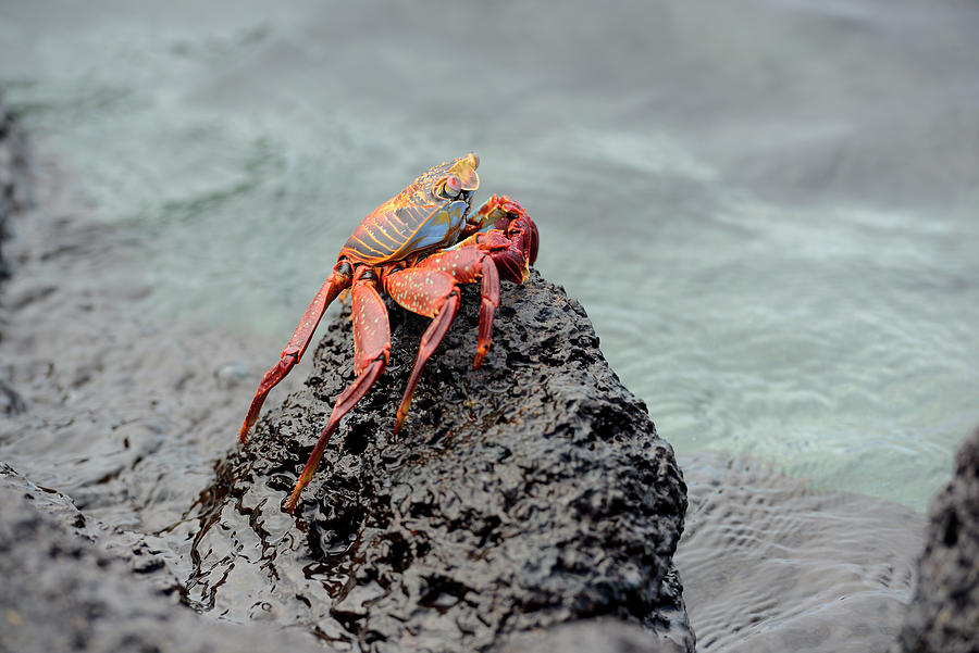 Sally Lightfoot crab, Grapsus grapsus, on lava, Urbina Bay, Isabela Island, Galapagos Islands, Ecuador Photograph by Kevin Oke