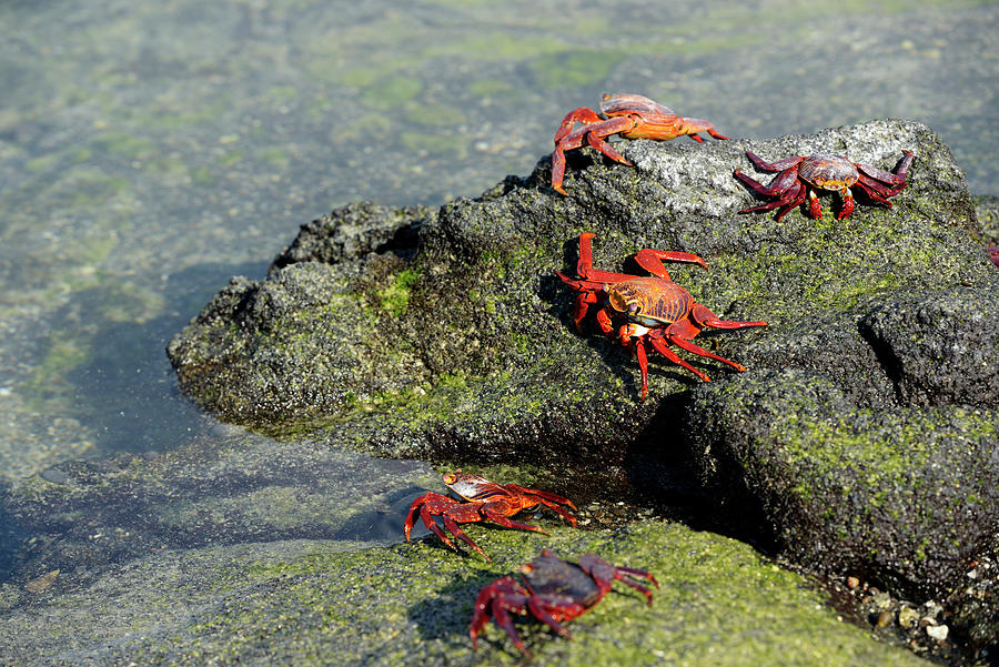 Sally Lightfoot crab, Grapsus grapsus, Punta Espinosa, Fernandina Island, Galapagos Islands, Ecuador Photograph by Kevin Oke
