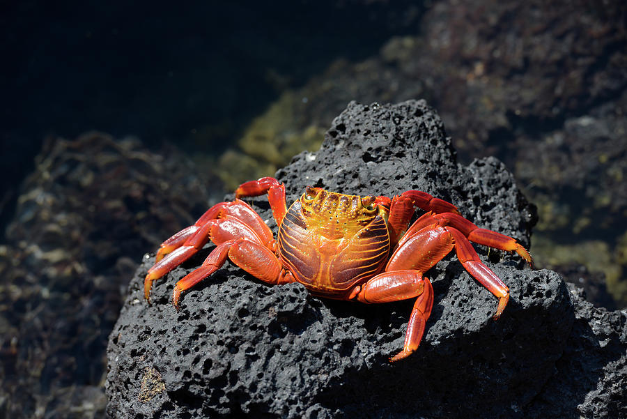 Sally Lightfoot crab, Grapsus grapsus, Santa Cruz Island, Galapagos Islands, Ecuador Photograph by Kevin Oke