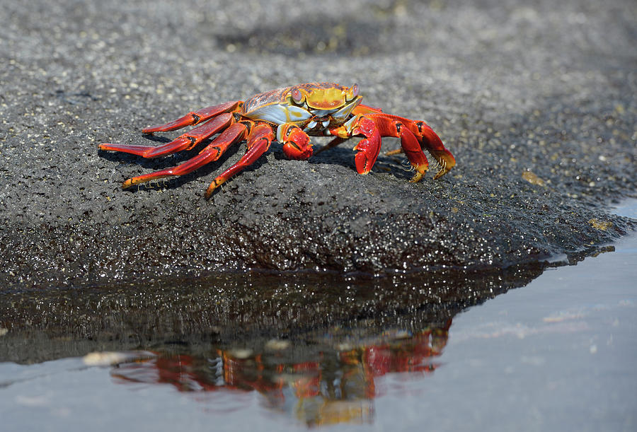 Sally Lightfoot crab, Grapsus grapsus, with reflection, Punta Espinosa, Fernandina Island, Galapagos Islands, Ecuador Photograph by Kevin Oke