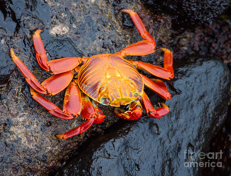 Sally Lightfoot Crab in the Galapagos Photograph by L Bosco