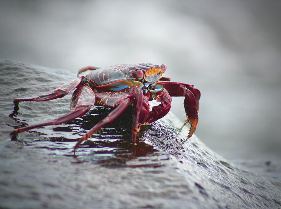 Sally Lightfoot Crab Photograph by Joy Buckels