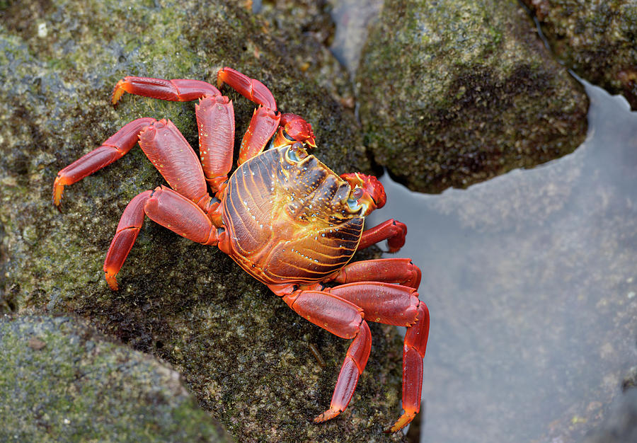 Sally Lightfoot crab Photograph by Kevin Oke