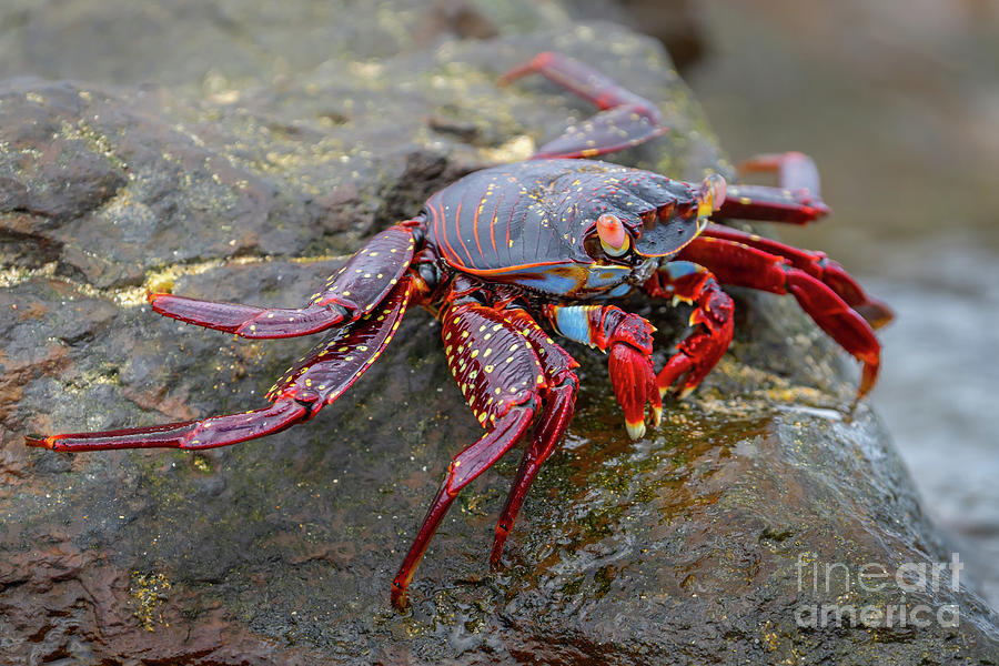 Sally Lightfoot Crab of Las Bachas Photograph by Nancy Gleason