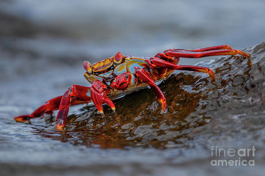 Sally Lightfoot Crab on Isla Baltra Shoreline Photograph by Nancy Gleason
