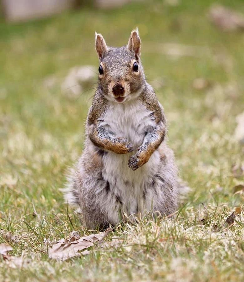 Sally squirrel Photograph by Brian Parker - Fine Art America