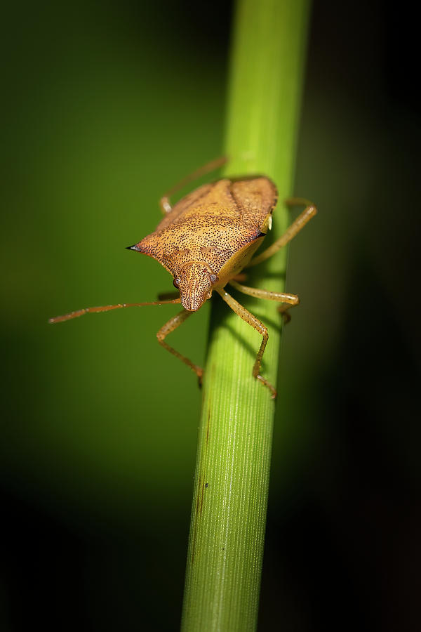 Sally the Stink Bug Photograph by Mark Andrew Thomas