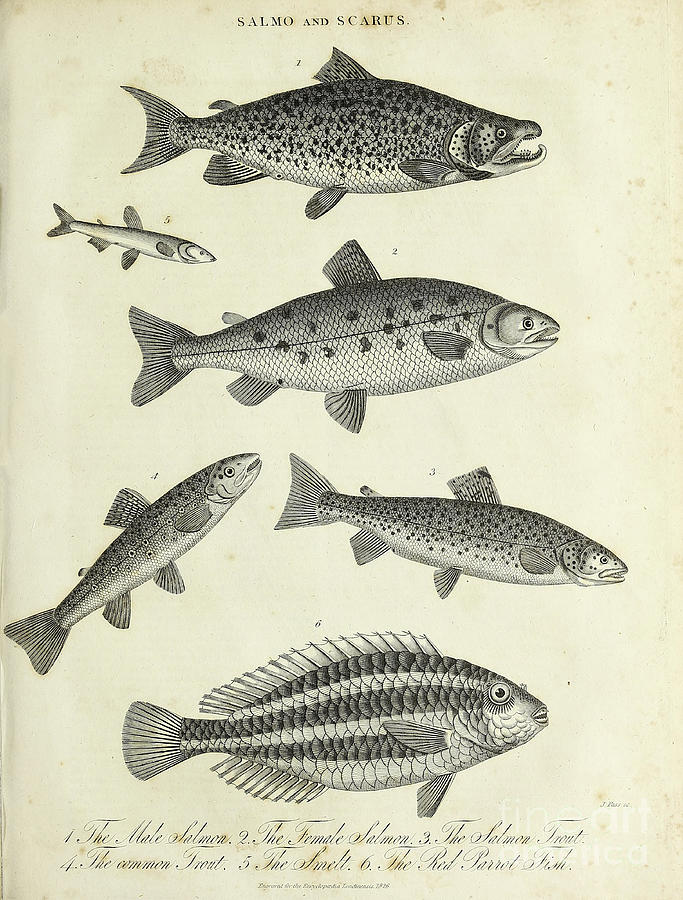 Salmo and Scarus e1 Drawing by Historic illustrations - Fine Art America