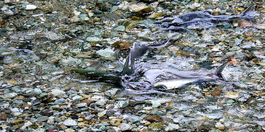 Salmon 2A Photograph by Sally Fuller