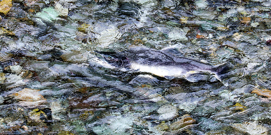 Salmon 8A Photograph by Sally Fuller