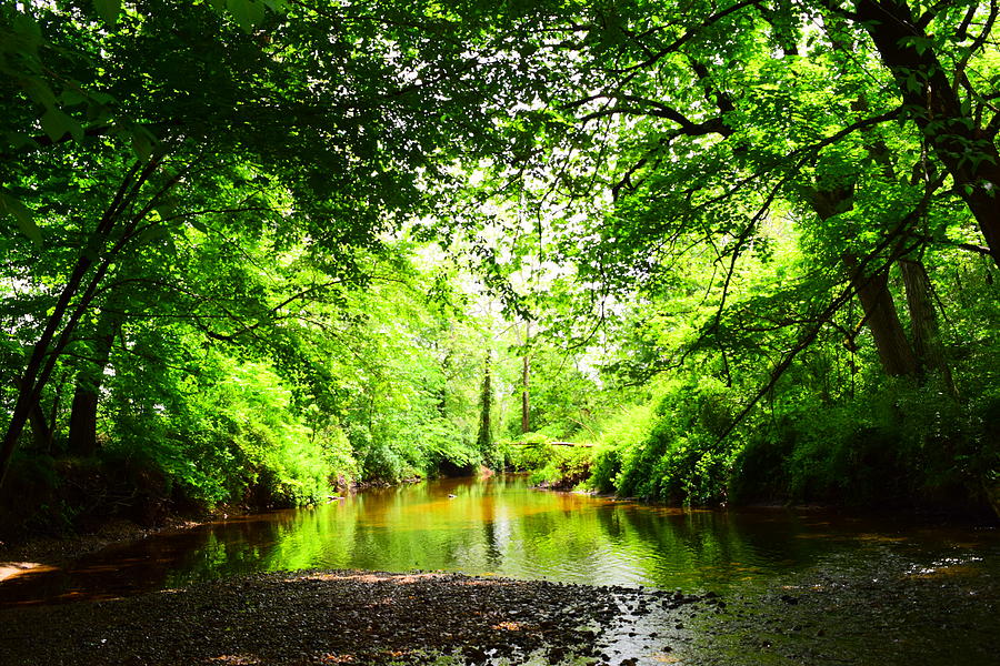 Salmon Brook in the Summer Photograph by Rebecca Miesel - Fine Art America