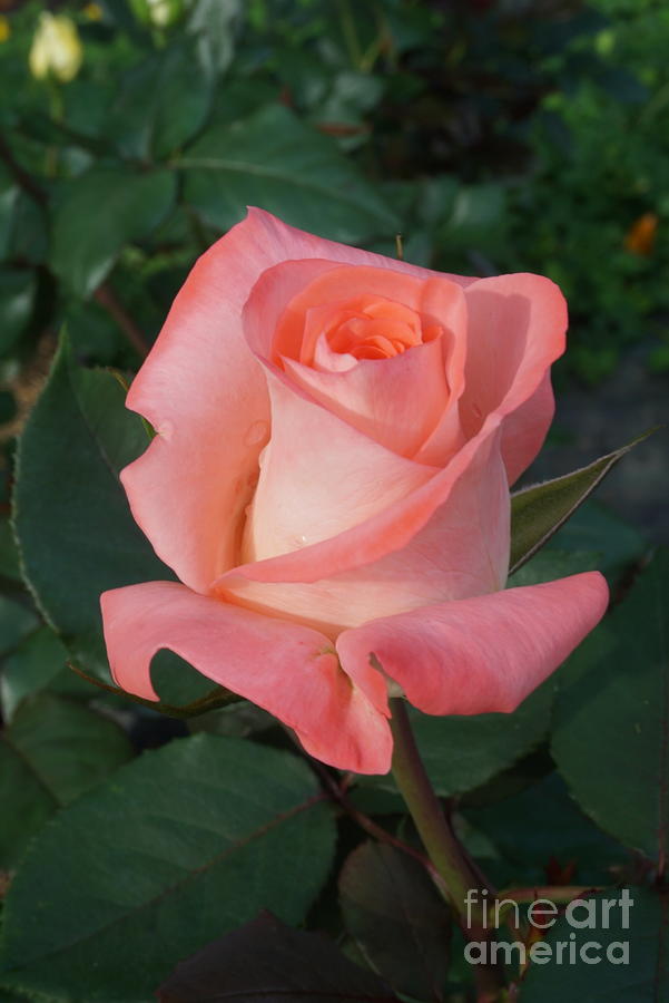 Salmon color rose  Photograph by Natalia Wallwork