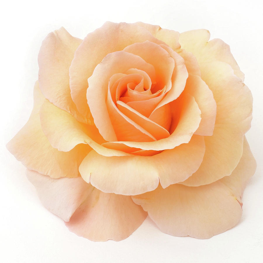 Salmon Colored Rose Still Life Study Photograph by Kathy Anselmo