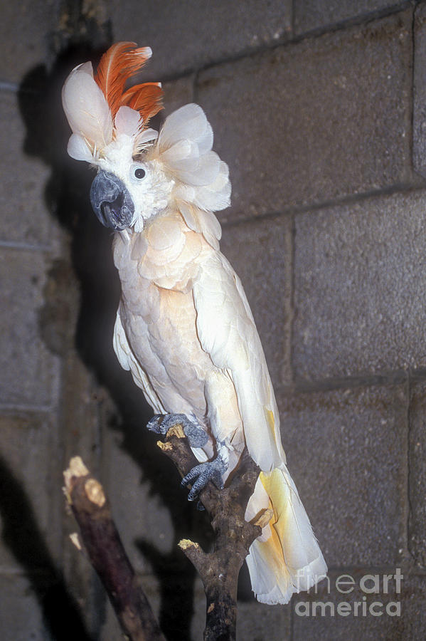 Salmon-crested Cockatoo Cacatua Moluccensis N3 Photograph By Historic ...