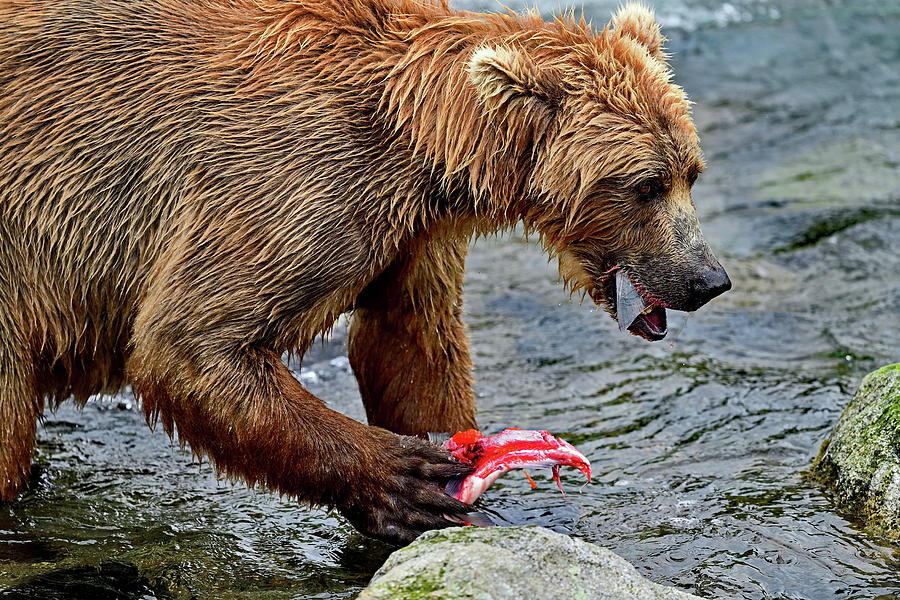 Salmon for Lunch Photograph by Amazing Action Photo Video