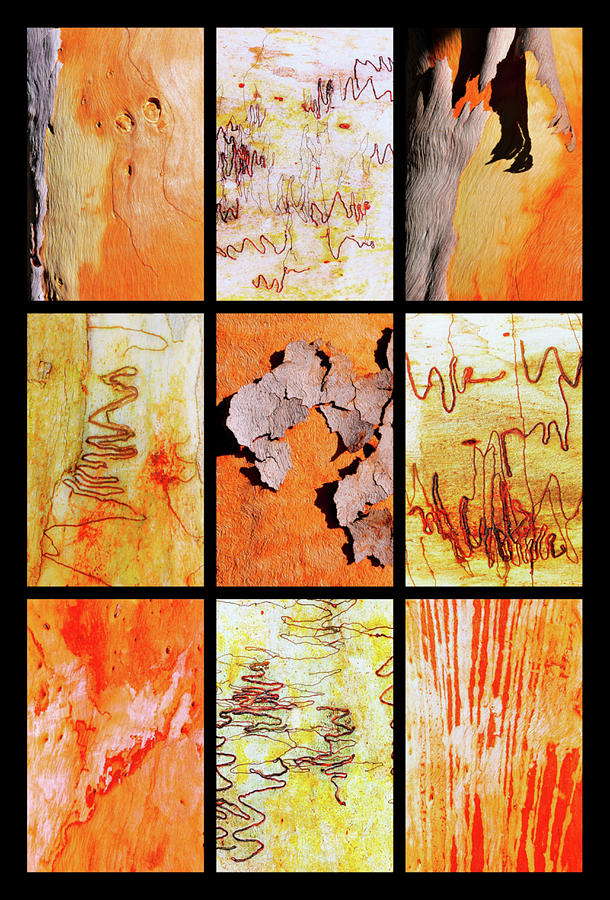 Salmon Gum and Scribbly Gum Tree Montage Photograph by Lexa Harpell