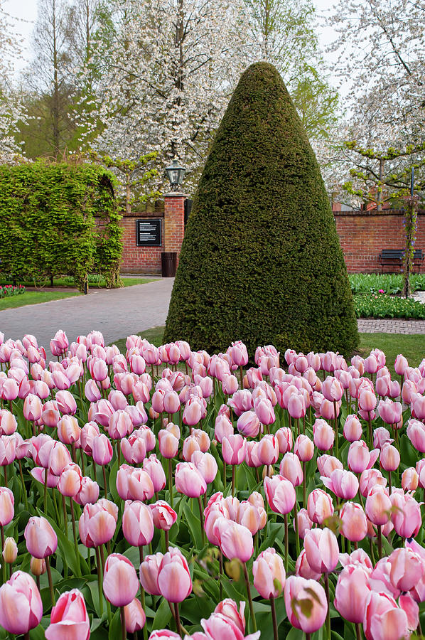 Tulip 'Pink Impression