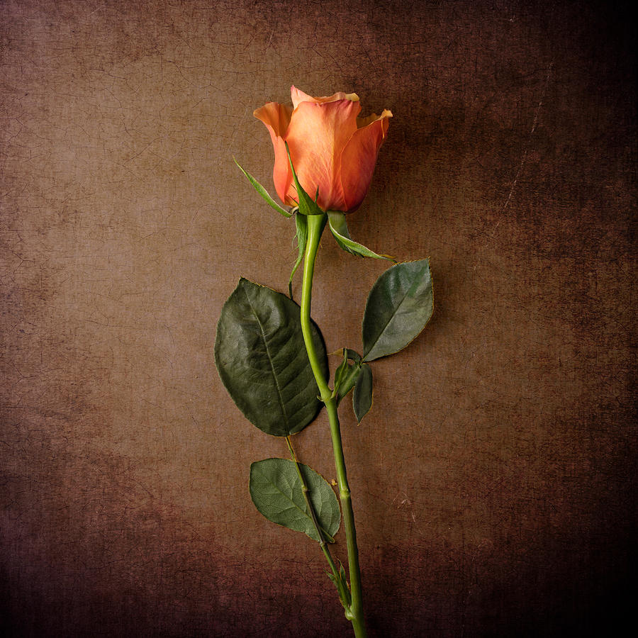 Salmon Pink Rose Photograph by Vlad Troyanker - Pixels