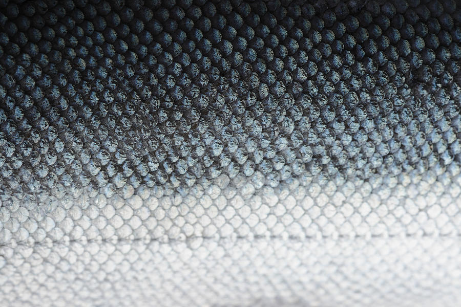 Salmon scales with blue and white Photograph by Temmuzcan