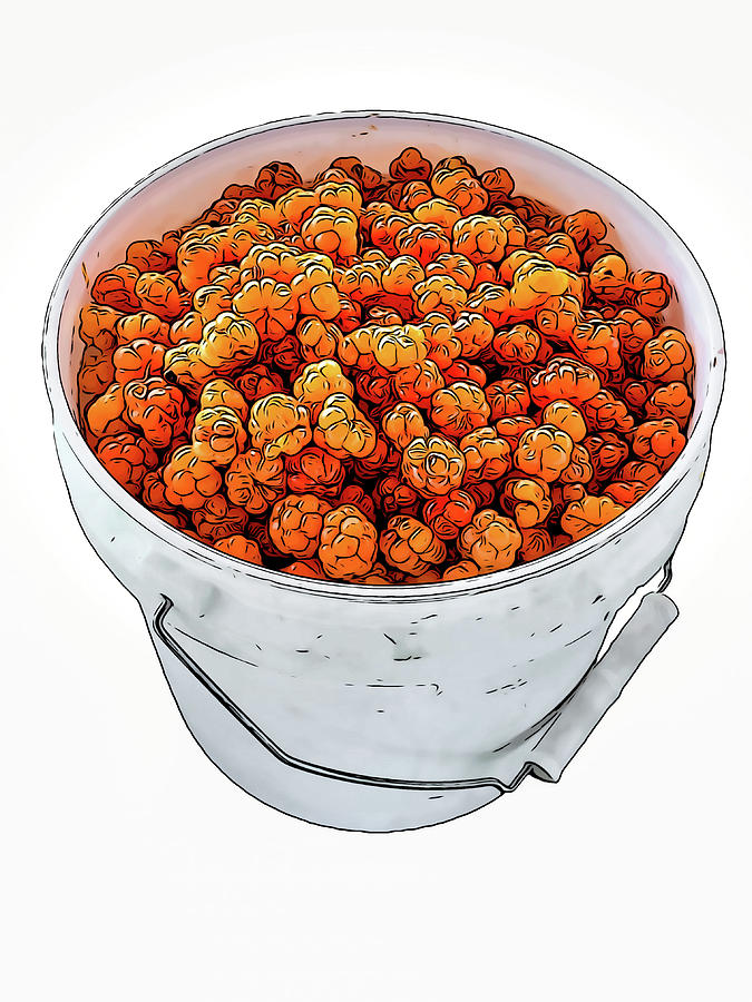 Salmonberry Bucket Digital Art by Noah Hein Pixels
