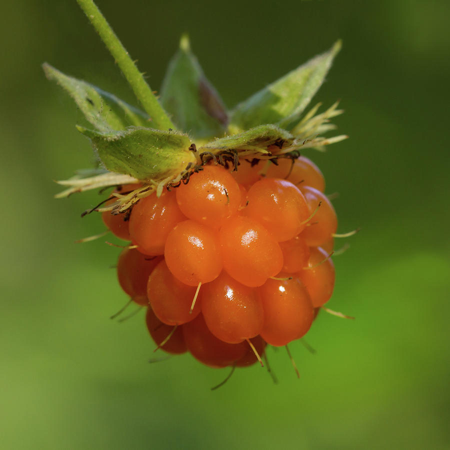 Salmonberry Photograph