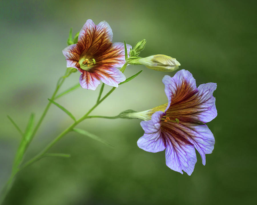 Flower Photograph - Salpiglossis - Flowers by Nikolyn McDonald