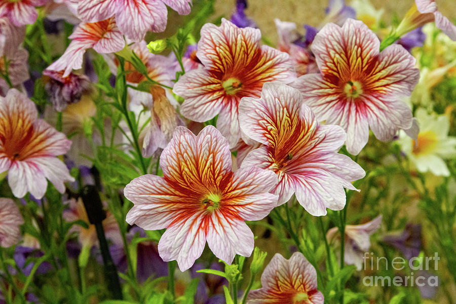 Salpiglossis Photograph by Marilyn Cornwell