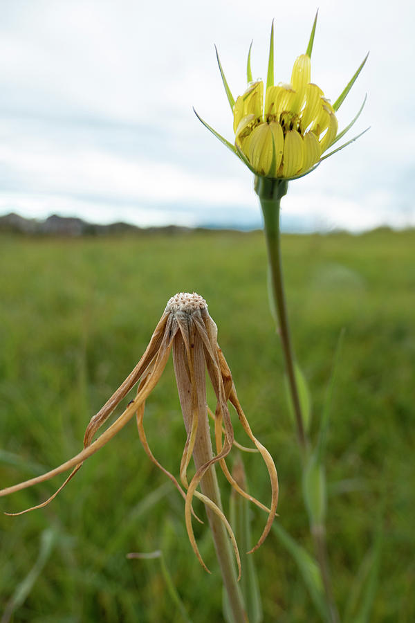 Summer Photograph - Salsify flower and spent bloom by Phil And Karen Rispin