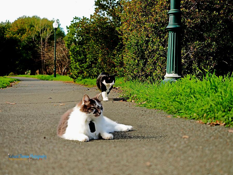 Salt and Pepper Cats Photograph by Richard Thomas