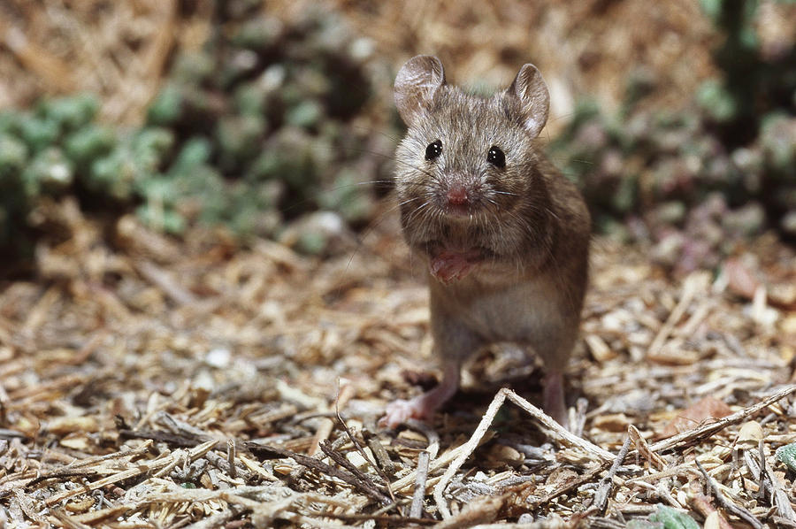 Salt Marsh Harvest Mouse Photograph by Tom McHugh