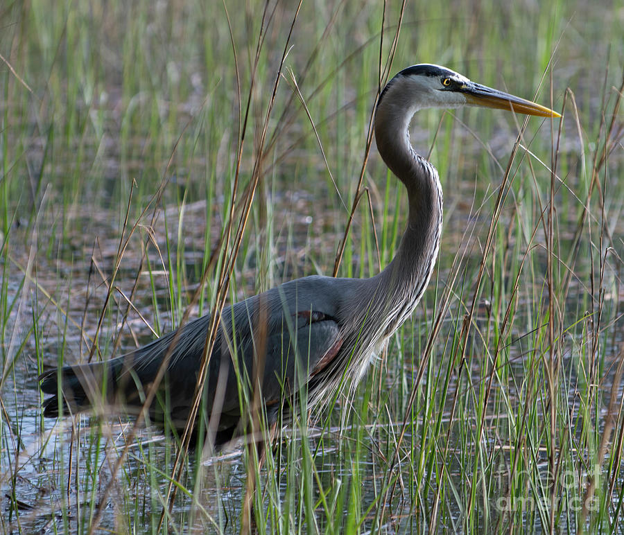 Salt Marsh Hunting - Great Blue Heron - Low Tide Photograph by Dale Powell