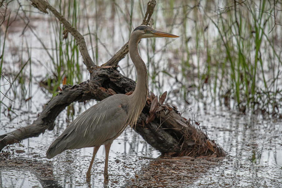 Salt Marsh Lowcountry - Blue Heron Photograph by Dale Powell