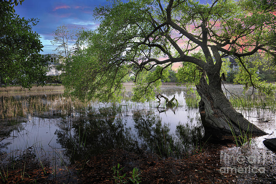 Salt Marsh - Sunset - Live Oak Tree Photograph by Dale Powell