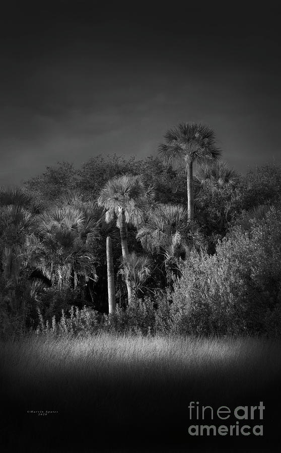 Salt Palms Photograph by Marvin Spates