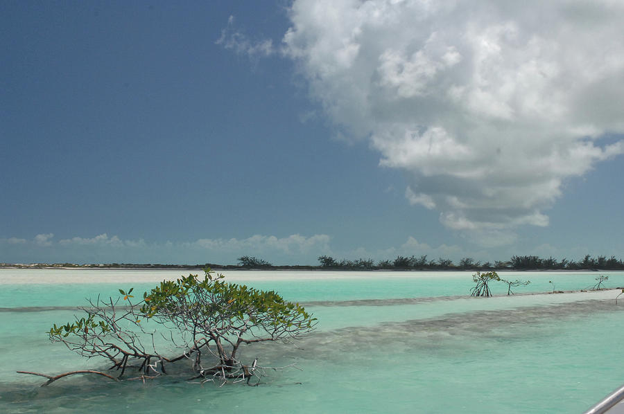 Salt Ponds in the Bahamas Photograph by Bonnie Colgan