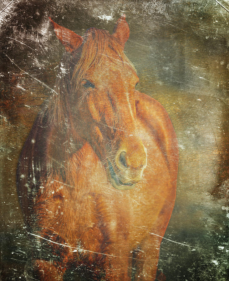 Salt River, Arizona Wild Horses Photograph By Al Ungar - Pixels