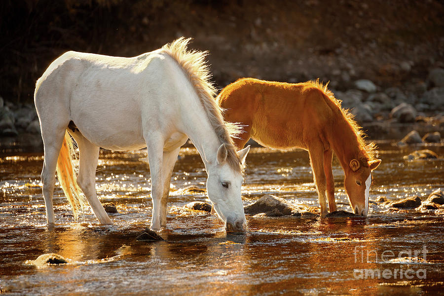 Salt River Colt And Mare Photograph by Jerry Cowart