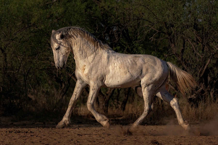 Salt River Gray Stallion Photograph by Jen Britton