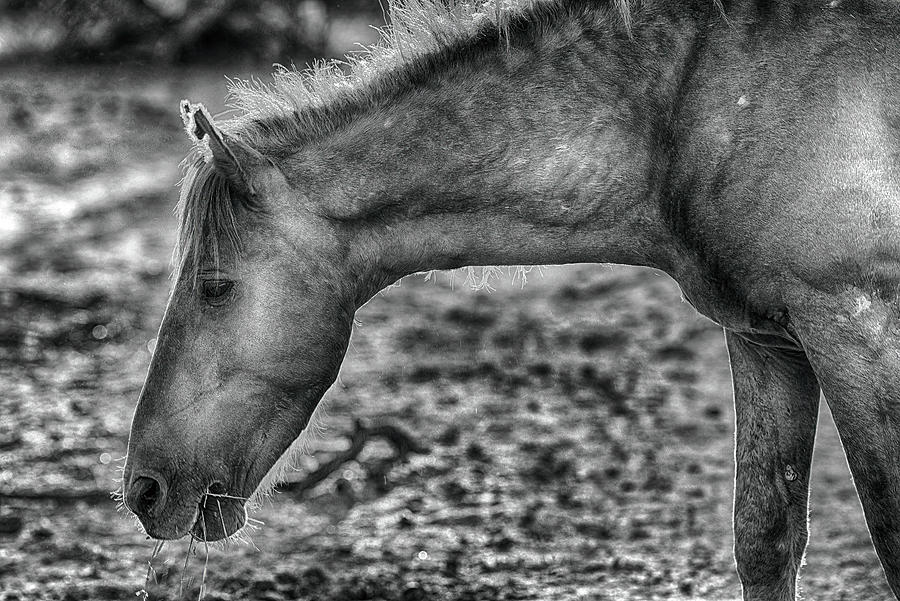 Salt River Horse backlit in Black and White Photograph by Dave Dilli