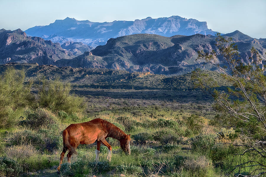 Salt River Horse in front of the Superstition Mountains Photograph by Dave Dilli