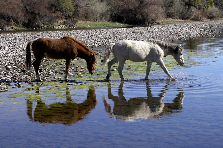 Salt River Mustangs Photograph by Dennis Boyd - Fine Art America