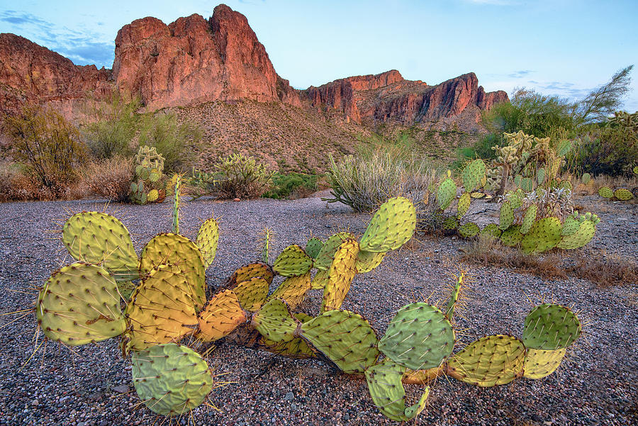 Salt River Prickly Pear Photograph by Dave Dilli