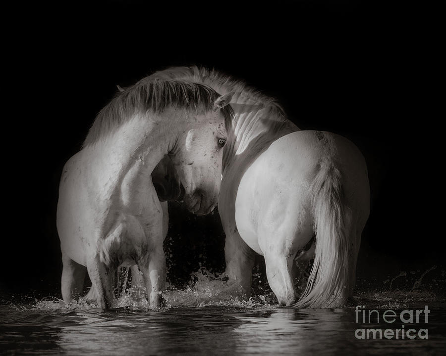Salt River Stallions Photograph by Lisa Manifold