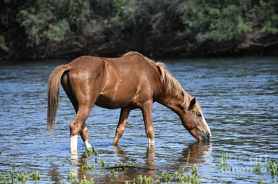 Salt River Wild Horse at Salt River Digital Art by Tammy Keyes - Fine ...