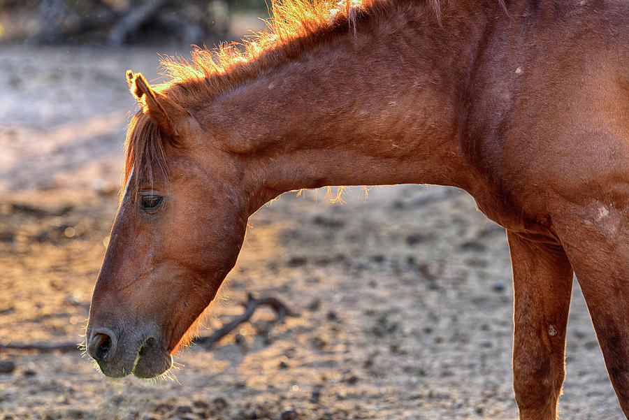 Salt River Wild Horse backlit Photograph by Dave Dilli