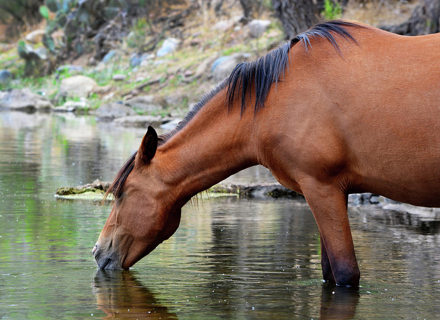 Salt River Wild Horse by Barbara Sophia Travels Salt River Wild Horse by Barbara Sophia Travels