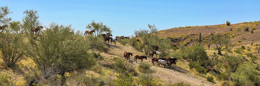 Salt River Wild Horse Herd Photograph by Lorraine Baum