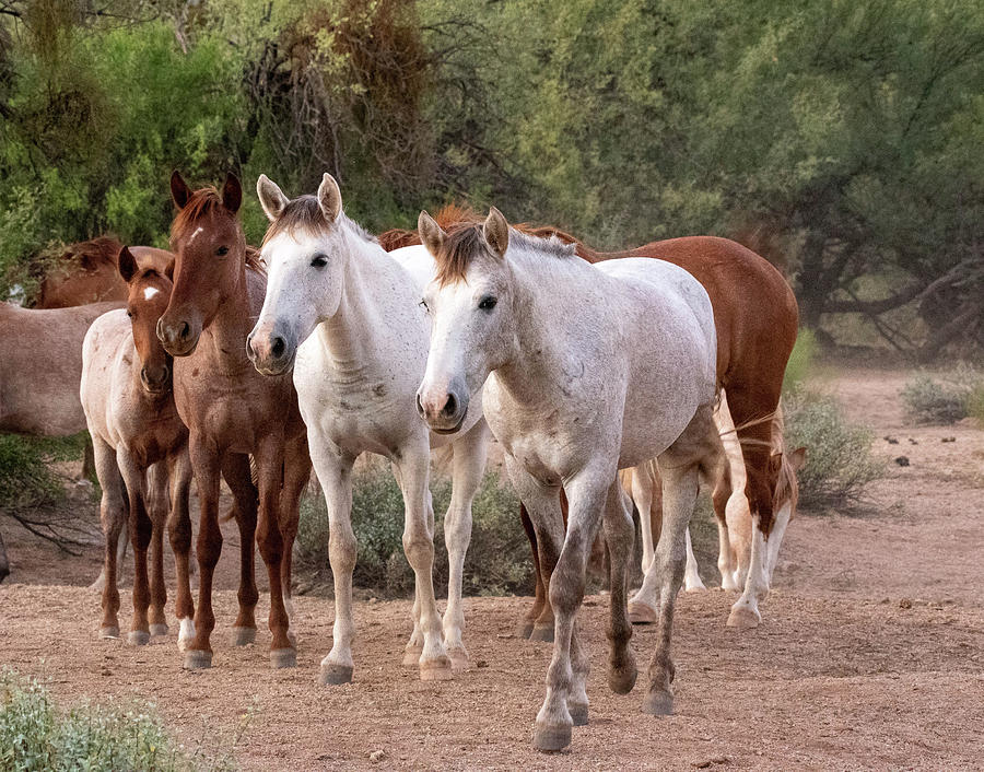 Salt River Wild horses 1 Photograph by Nicole Zenhausern
